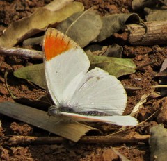 Colotis antevippe