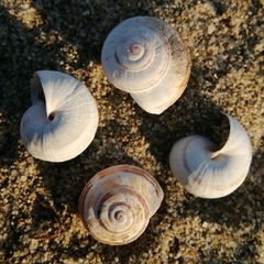 Theba pisana