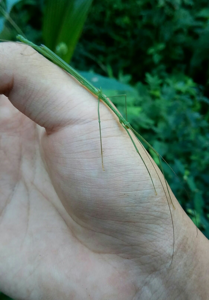 Singaporoidea normalis