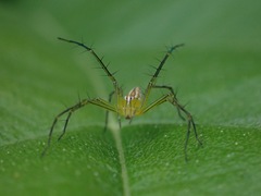 Oxyopes lineatipes