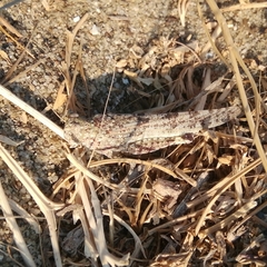 Sphingonotus personatus