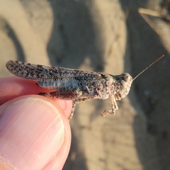 Sphingonotus personatus