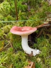 Russula aquosa