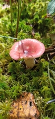 Russula aquosa