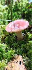 Russula aquosa