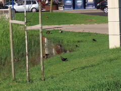 Gallinula chloropus