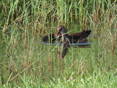 Gallinula chloropus