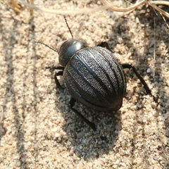 Pimelia bipunctata