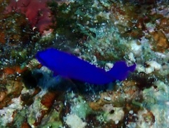 Pseudochromis fridmani