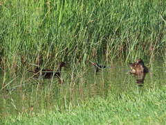 Gallinula chloropus
