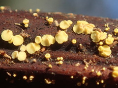 Lachnum pteridophyllum