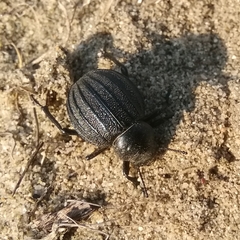 Pimelia bipunctata
