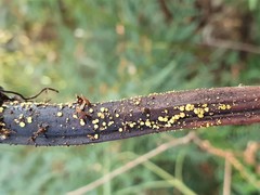 Lachnum pteridophyllum
