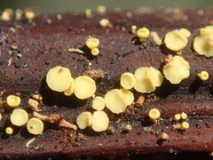 Lachnum pteridophyllum