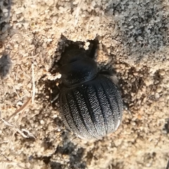 Pimelia bipunctata