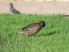 Anas platyrhynchos