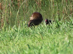 Gallinula chloropus