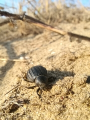 Pimelia bipunctata