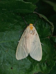 Pareuchaetes pseudoinsulata