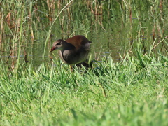 Gallinula chloropus