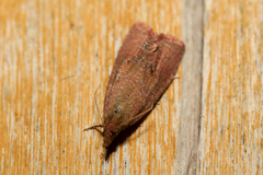 Celypha rosaceana