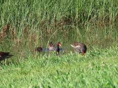 Gallinula chloropus