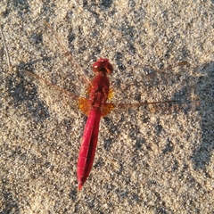 Crocothemis erythraea