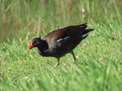 Gallinula chloropus