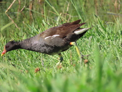 Gallinula chloropus
