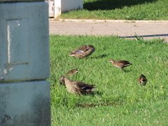 Anas platyrhynchos