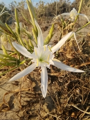 Pancratium maritimum