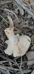 Russula kalimna