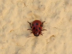 Gonioctena fornicata