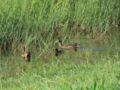 Gallinula chloropus
