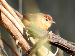 Pellorneum ruficeps