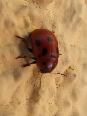 Gonioctena fornicata