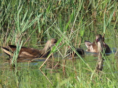 Gallinula chloropus