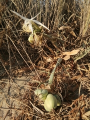 Pancratium maritimum