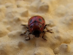 Gonioctena fornicata