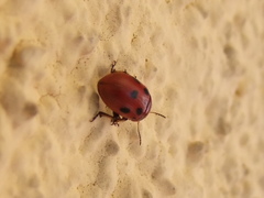Gonioctena fornicata