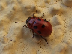 Gonioctena fornicata