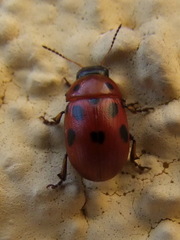 Gonioctena fornicata