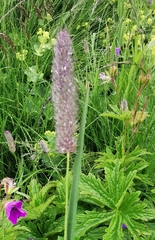 Phleum alpinum