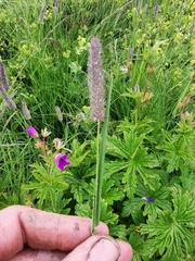 Phleum alpinum