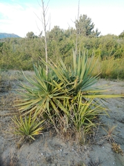 Yucca gloriosa