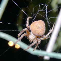 Neoscona subfusca