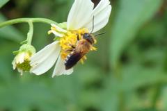 Megachile umbripennis