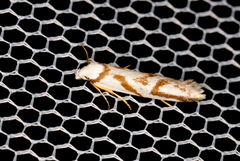 Oxythecta acceptella