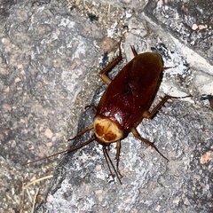 Periplaneta americana