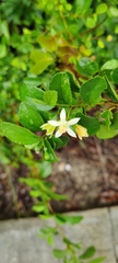 Angiospermae